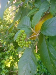 Solanum erianthum