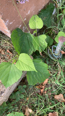 Ampelopsis cordata
