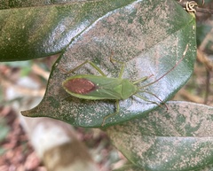 Homoeocerus graminis