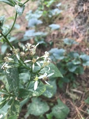 Eurybia schreberi