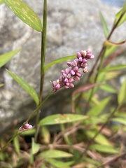 Persicaria longiseta
