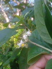 Solanum erianthum
