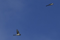 Pericrocotus divaricatus