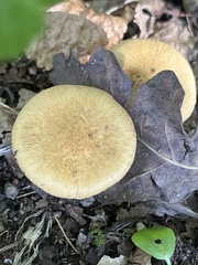 Cerioporus leptocephalus