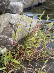 Persicaria longiseta