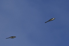 Pericrocotus divaricatus