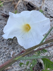 Ipomoea imperati