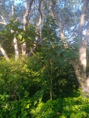 Solanum erianthum