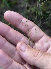 Kellochloa verrucosa