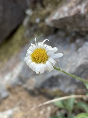Erigeron flettii