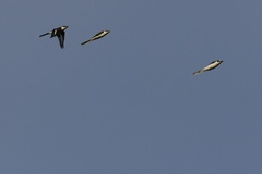 Pericrocotus divaricatus