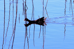 Gallinula chloropus meridionalis