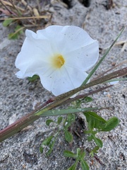 Ipomoea imperati