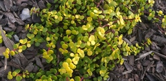 Portulacaria afra