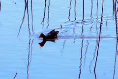 Gallinula chloropus meridionalis