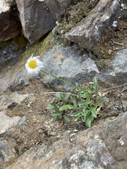 Erigeron flettii