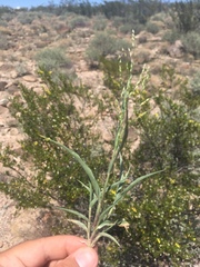 Panicum hirticaule