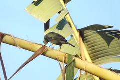 Thraupis palmarum palmarum