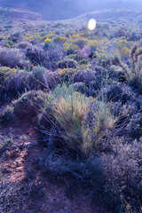 Anginon swellendamense