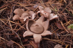 Geastrum triplex