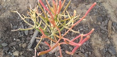 Euphorbia tirucalli