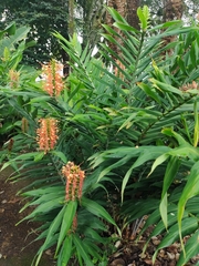 Hedychium coccineum