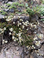 Saxifraga bronchialis