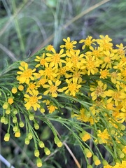 Solidago mexicana