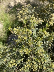 Baccharis cultrata