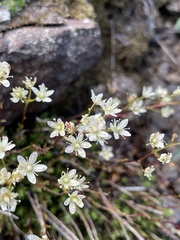 Saxifraga bronchialis