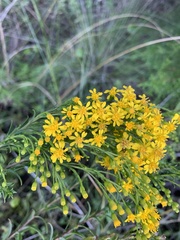 Solidago mexicana