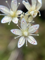 Saxifraga bronchialis