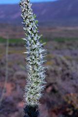 Drimia capensis