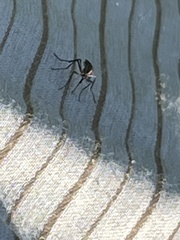 Psorophora cyanescens