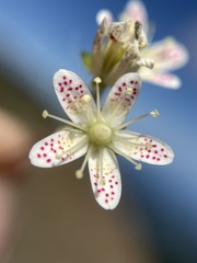 Saxifraga bronchialis