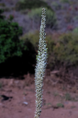 Drimia capensis
