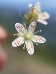 Saxifraga bronchialis