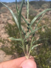 Panicum hirticaule