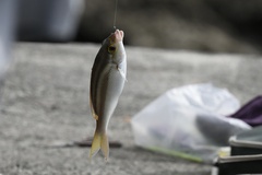 Scolopsis monogramma