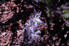 Gethyllis verticillata