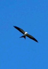 Elanoides forficatus