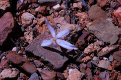 Gethyllis verticillata