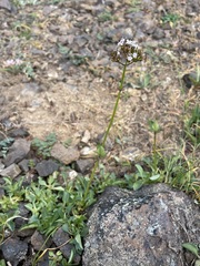 Valeriana sitchensis