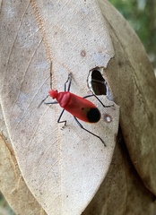 Dindymus sanguineus