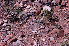 Gethyllis verticillata