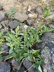 Valeriana sitchensis