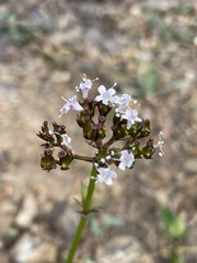 Valeriana sitchensis