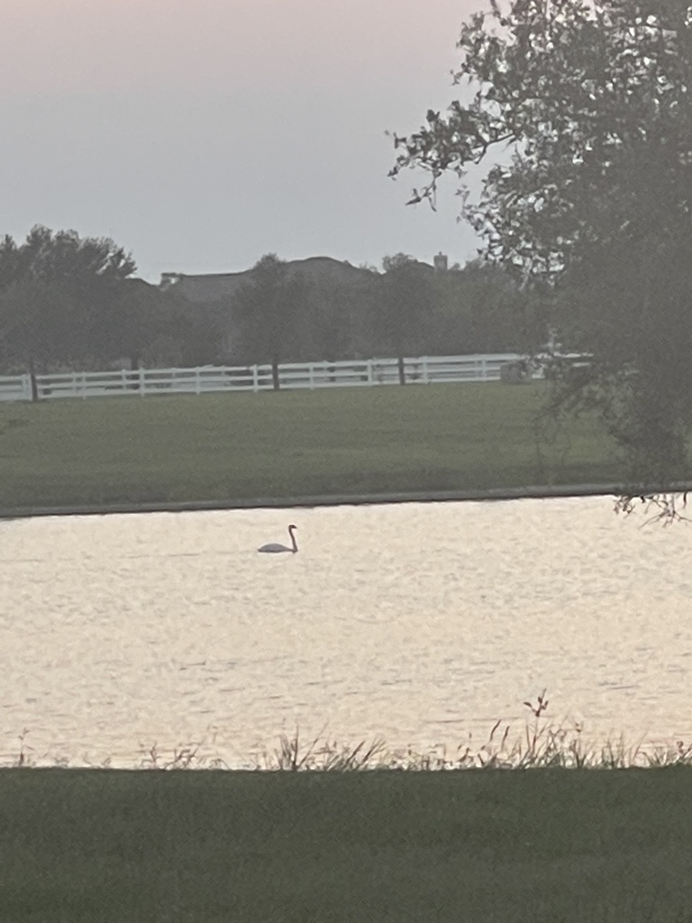 Mute Swan from Mulberry Farm Ln, Richmond, TX, US on September 23, 2022