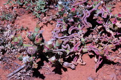 Mesembryanthemum crystallinum