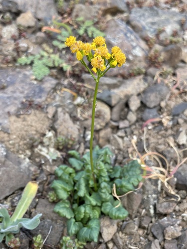 Image of Packera flettii by (c) Matt Berger, some rights reserved (CC BY)